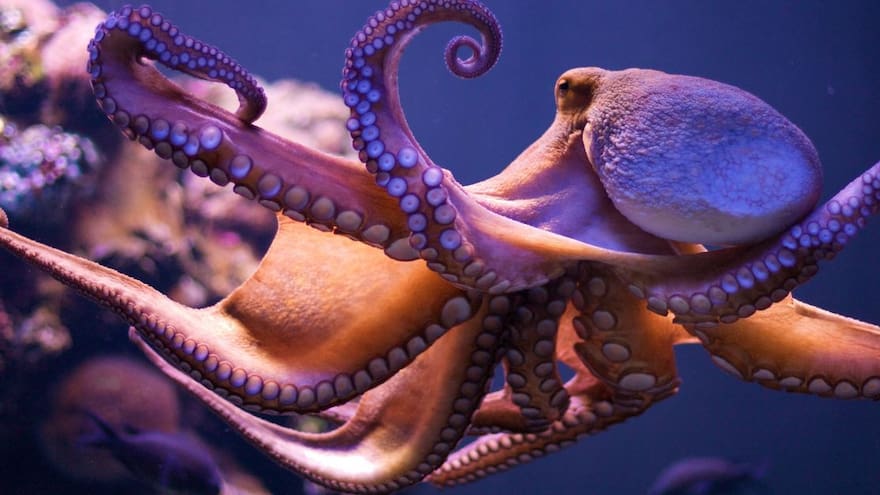 Inventan nuevo material de camuflaje inspirado en la piel del pulpo