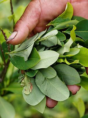 Coca: Regulación para evitar su daño