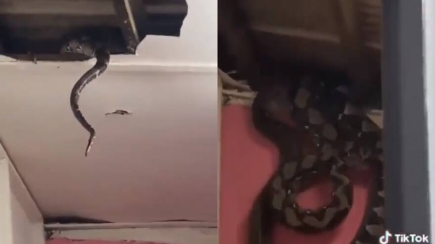 Familia halló a serpientes gigantes tras romperse el techo de la casa