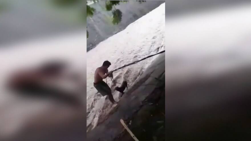Hombre arriesga su vida para salvar a un perro mientras pasaba ciclón tropical Julia