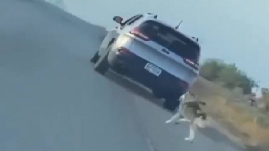 Viral: conmovedor video de perro Huski detrás de dueño que lo abandona en una carretera
