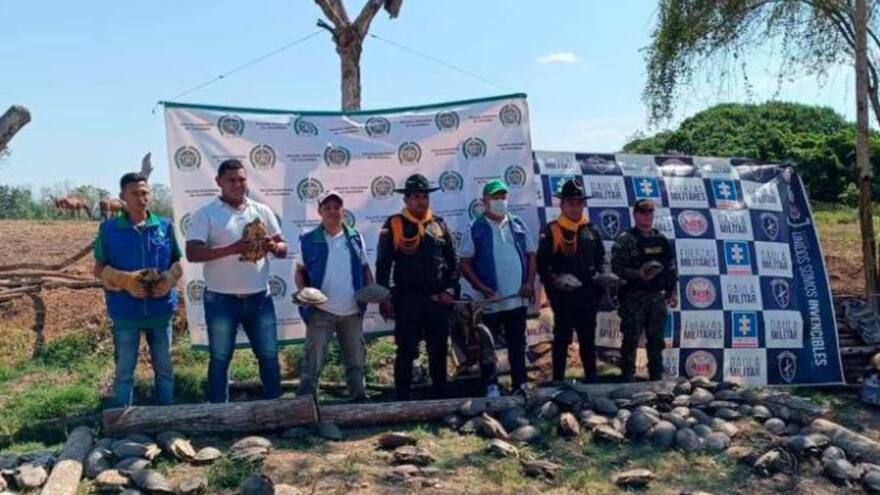 Rescatan 1.300 hicoteas que estaban almacenadas en una casa en Bolívar