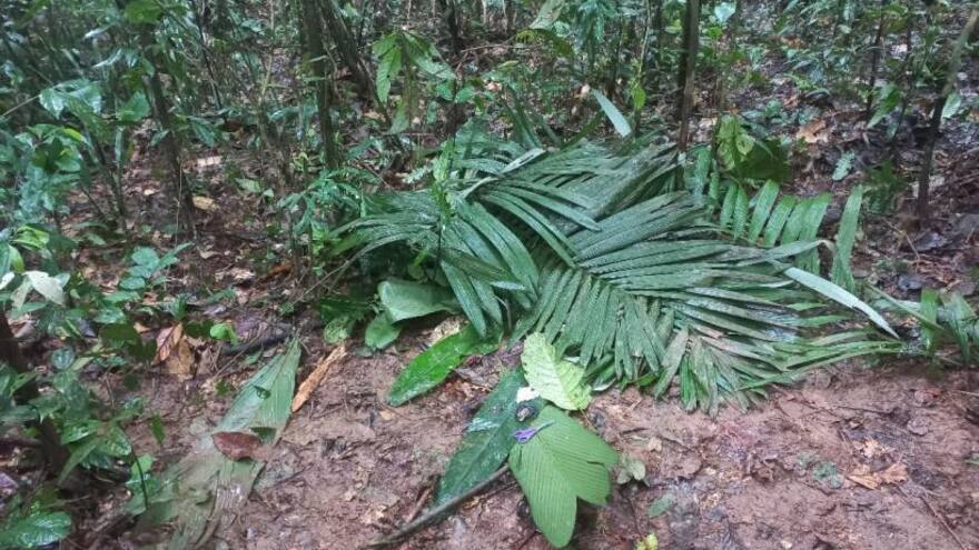 ICBF lanzará kits de supervivencia para menores desaparecidos en selva de Caquetá