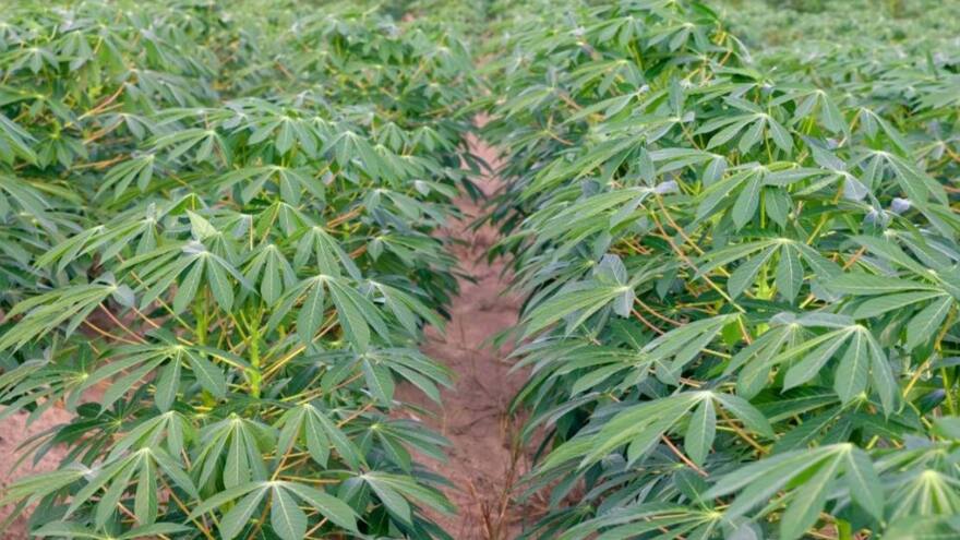 Yuqueros de Sucre y Córdoba realizarán plantones este martes