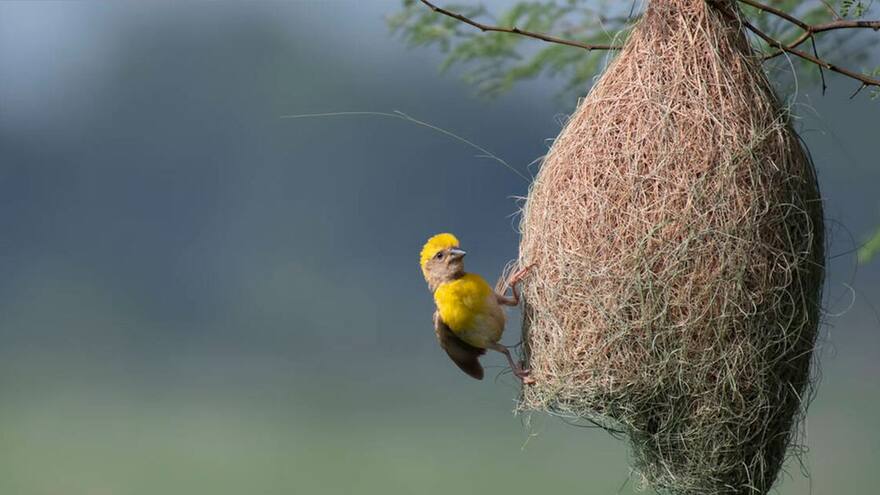 Un estudio constata la extinción de 73 géneros de vertebrados, la mayoría aves