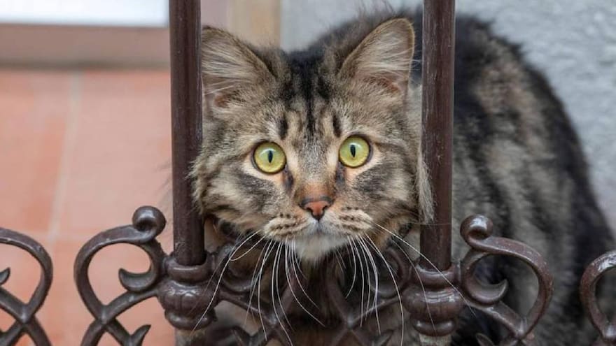 Crisis entre Rusia y Ucrania: Federación Internacional de Gatos excluye a los rusos por guerra