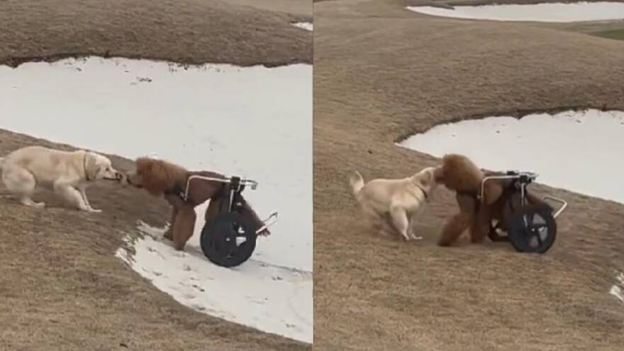 Video viral: perro ayuda a otro en silla de ruedas a seguir su camino