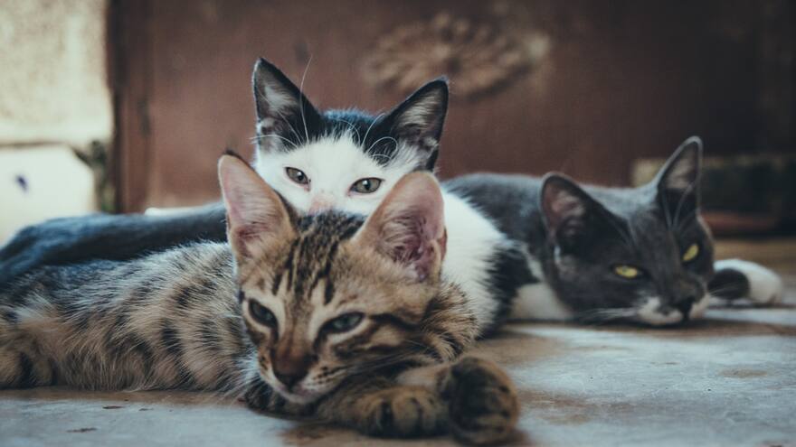 Ofrecen $10 millones de recompensa por responsables de gatos envenenados