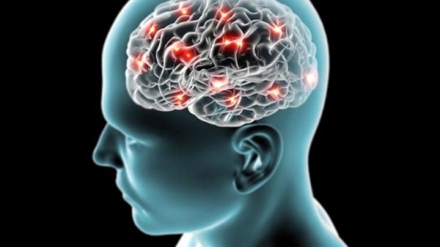 Científicos descubren una bacteria del intestino que podría acelerar la pérdida de memoria