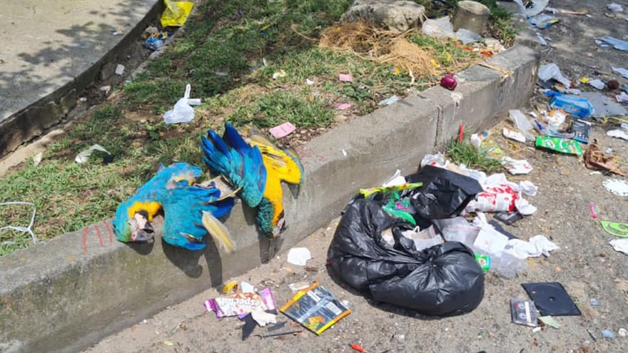 Encuentran dos guacamayas muertas en plena calle en Medellín