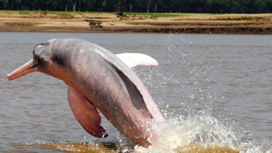 Hallan cerca de 110 delfines de río muertos en lago de la Amazonía brasileña