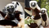 El legado de ‘Zoboomafoo’ sigue vivo con el nacimiento de Junius, un lémur en peligro de extinción