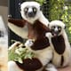 El legado de ‘Zoboomafoo’ sigue vivo con el nacimiento de Junius, un lémur en peligro de extinción