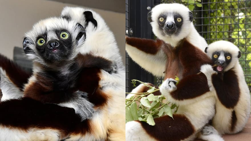 El legado de ‘Zoboomafoo’ sigue vivo con el nacimiento de Junius, un lémur en peligro de extinción