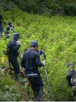 ¡Narcodeforestación! | Columna de José Félix Lafaurie