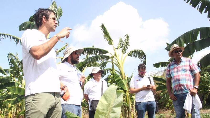 Expertos israelíes exploran para cultivar palma de dátil en La Guajira