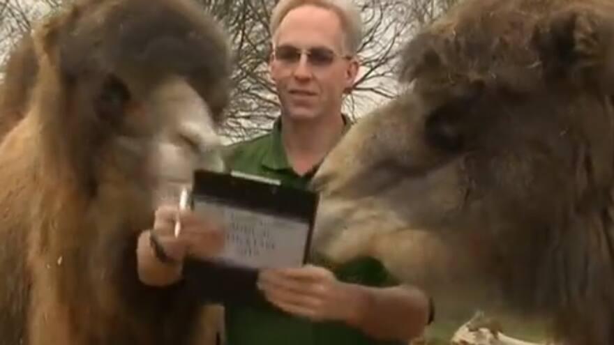 1,2,3...el curioso conteo de animales en el zoo de Londres