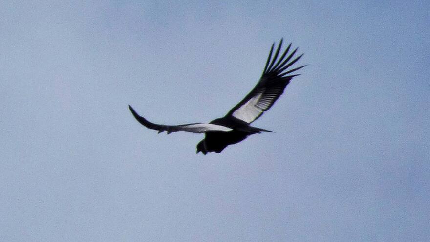 Otro avistamiento de cóndores en Cesar, esta vez en la Sierra Nevada