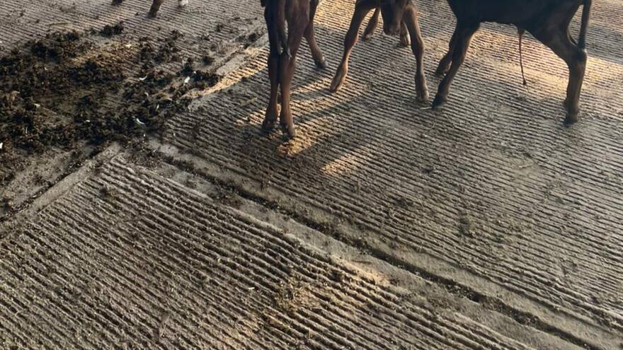 Una vaca parió cuatro terneros en hacienda de La Guajira