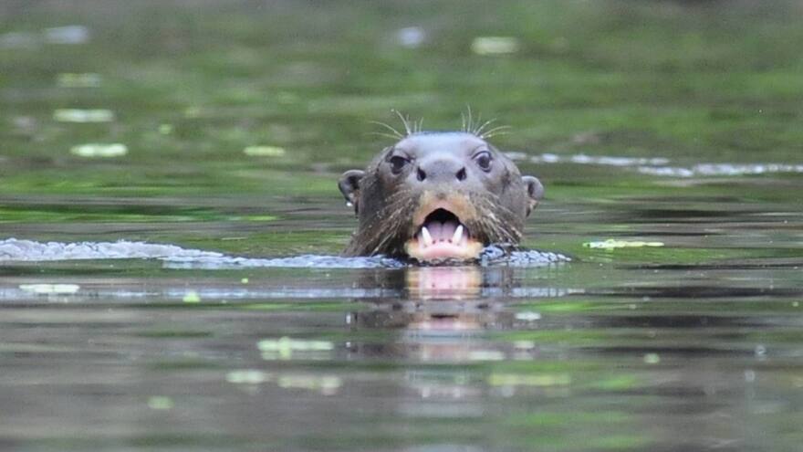Captan a nutria gigante devorando una iguana