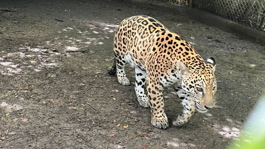 PGN pide apoyo para reubicar ejemplares felinos en peligro de extinción