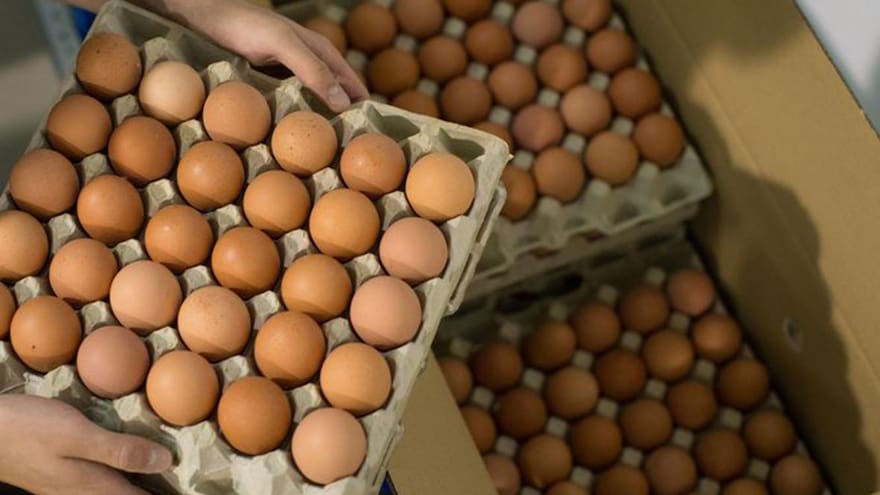 Invima alerta sobre robo de 9.960 kilogramos de huevo líquido pasteurizado