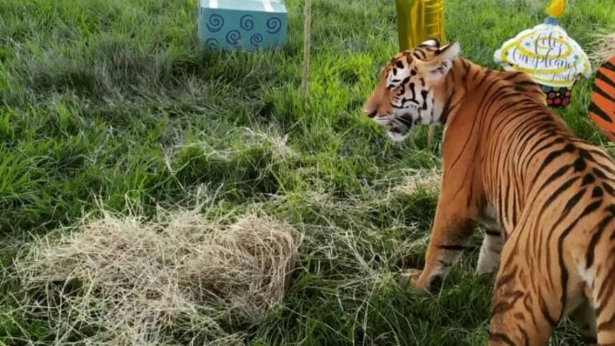 Tigre escapó del parque Hacienda Nápoles y trabajadores lo sacrificaron