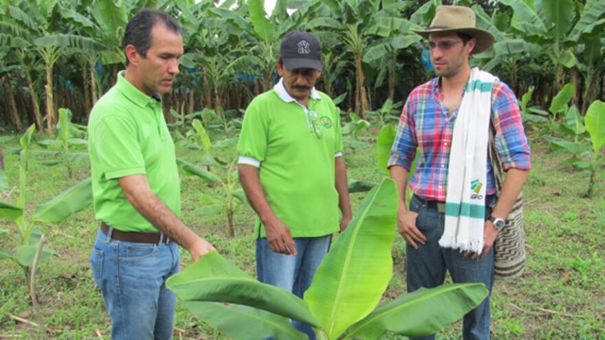 El ICA, Minagricultura y bananeros firman convenio de asistencia