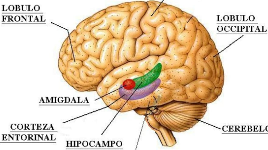 Descubren que el cerebelo experimenta un proceso continuo de aprendizaje toda la vida