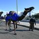 Arabia Saudí descalifica 43 camellos de concurso de belleza por llevar bótox