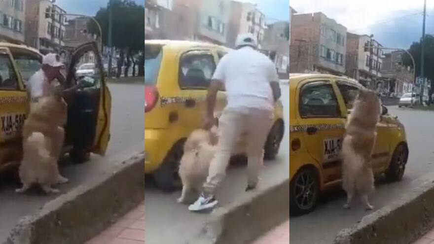 Sujetos en un taxi habrían abandonado a un perro en vía de Duitama, Boyacá