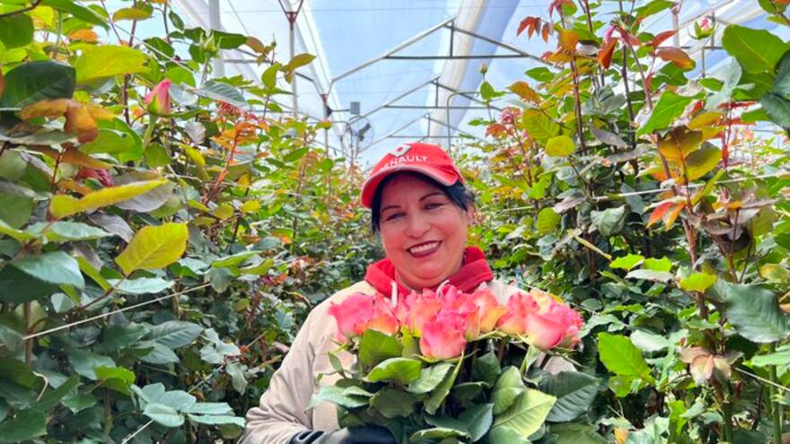 Flores colombianas adornan la celebración del Día de San Valentín
