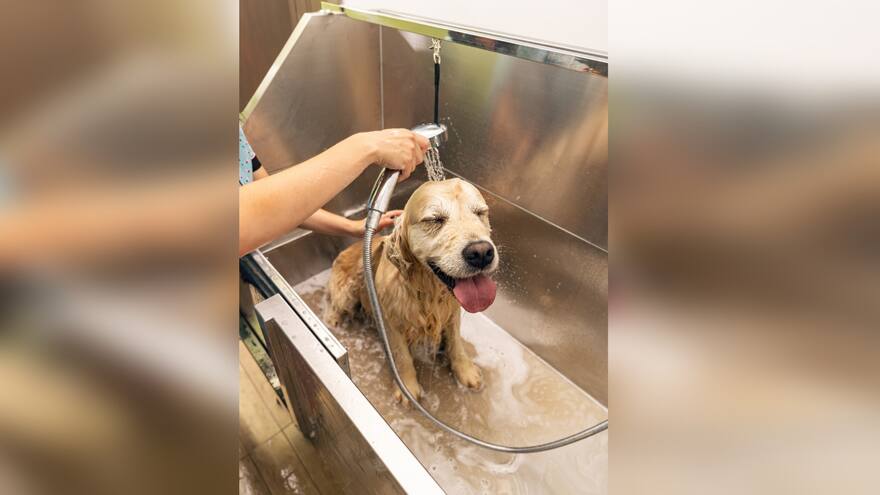 ¿Cada cuánto debería bañar a su perro?