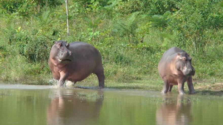 Minambiente declaró que el hipopótamo es una especie invasora en Colombia