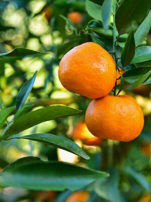 Mandarina, virago, /nóbel/ |Columna de Enrique Dávila