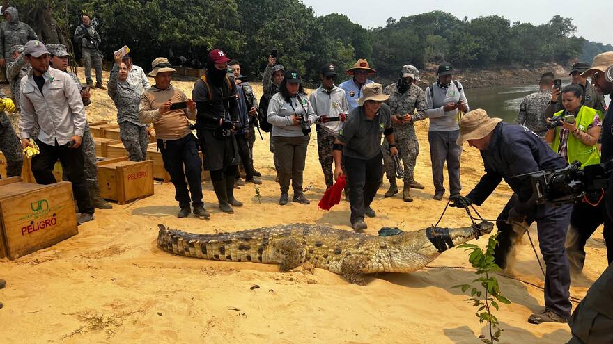 Vichada: 1 cocodrilos del Orinoco fueron devueltos a su hábitat natural
