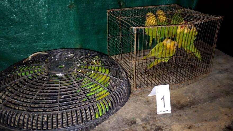 Ecosistemas, un negocio en liquidación para los traficantes de especies