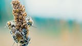 Día Mundial de las Abejas: por qué el 20 de mayo es clave para proteger a los polinizadores