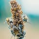 Día Mundial de las Abejas: por qué el 20 de mayo es clave para proteger a los polinizadores