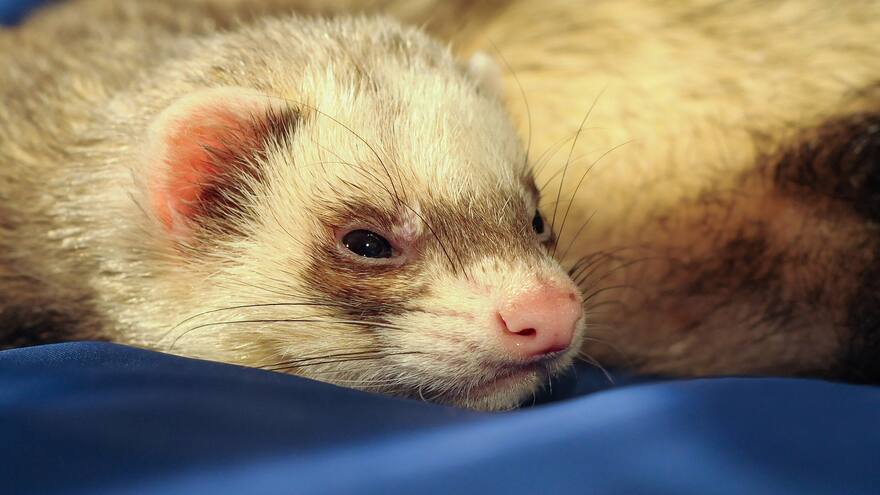 Autoridades sanitarias confirman primer caso de hurón con covid en EE. UU.