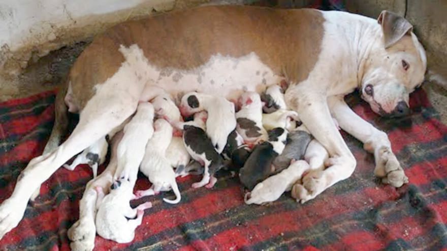 Una perra en Sincé dio a luz 16 cachorros