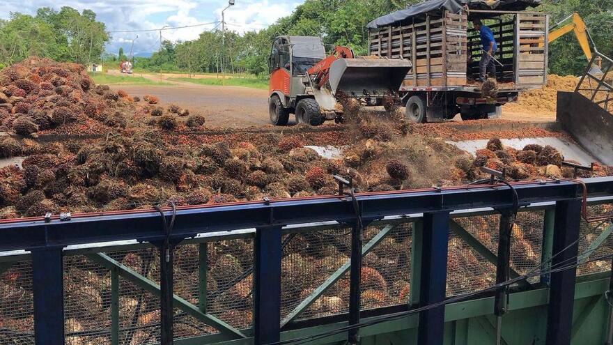 En 2024, la producción de aceite de palma arrancó con 155.000 toneladas