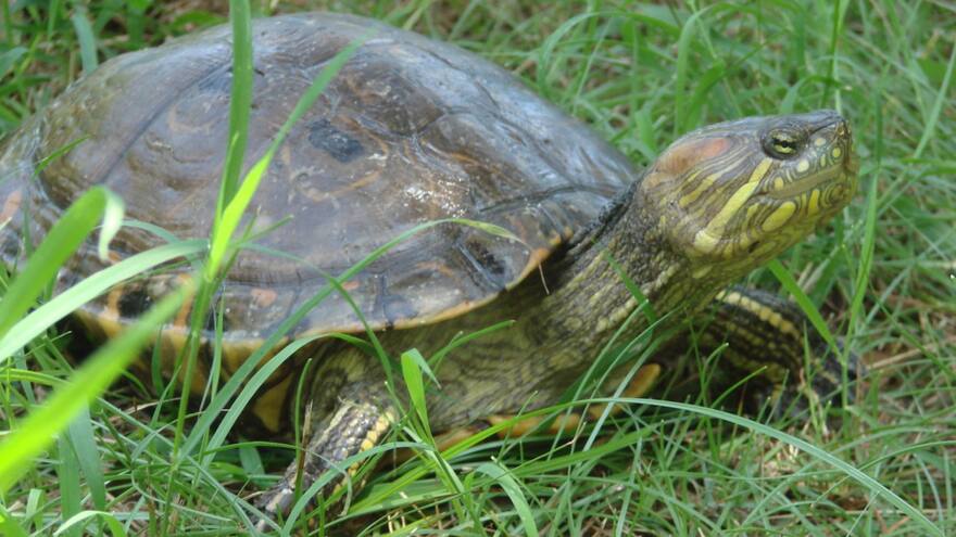 S.O.S por especies silvestres amenazadas en cuaresma