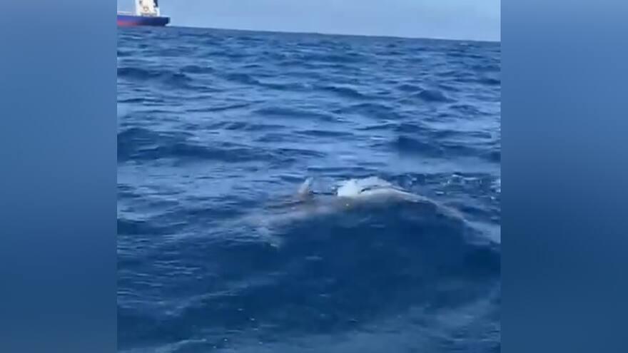 Manada de delfines llega a Bocas de Ceniza en Barranquilla