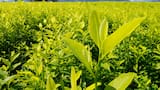 Producción de cocaína en Colombia ‘se reactivó con La Paz total’, según el medio francés Le Monde