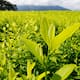 Producción de cocaína en Colombia ‘se reactivó con La Paz total’, según el medio francés Le Monde