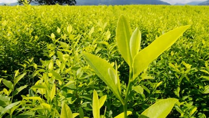 Colombia habría producido más de 3.000 toneladas de cocaína durante 2024, según la ONU