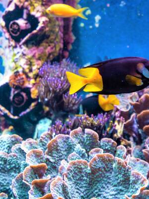 El medioambiente como prioridad  | Columna de Daniela Cepeda Tarud