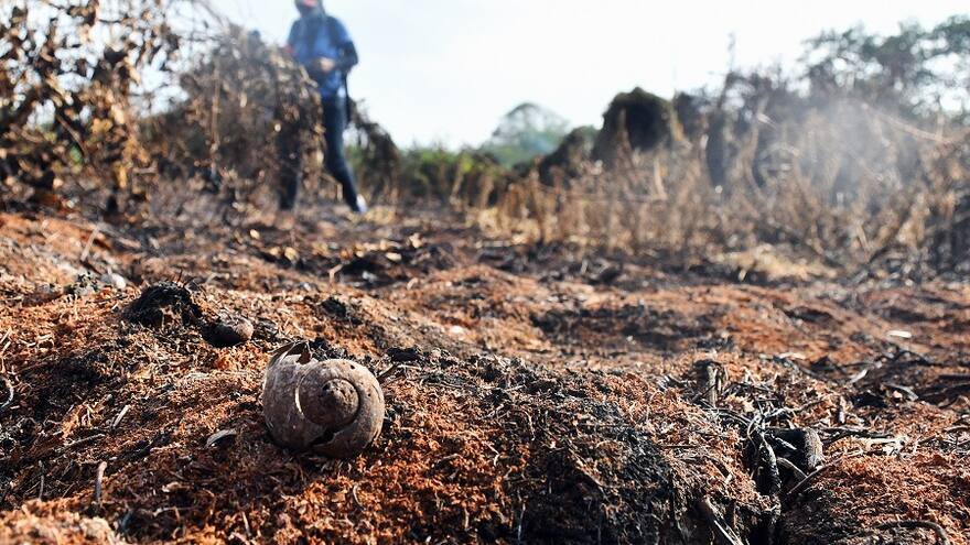 Devastación en Salamanca: recuperación del ecosistema podría tardar 100 años