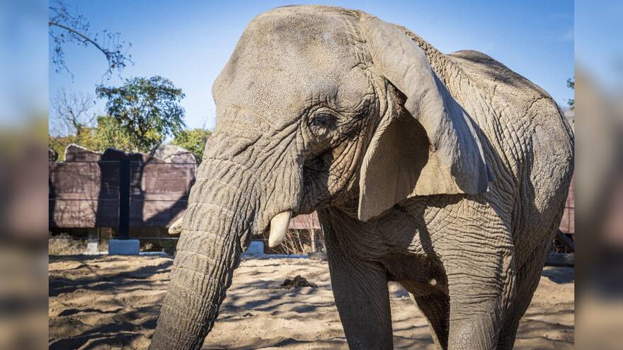 Murió en un zoológico de España la elefanta africana más longeva del mundo